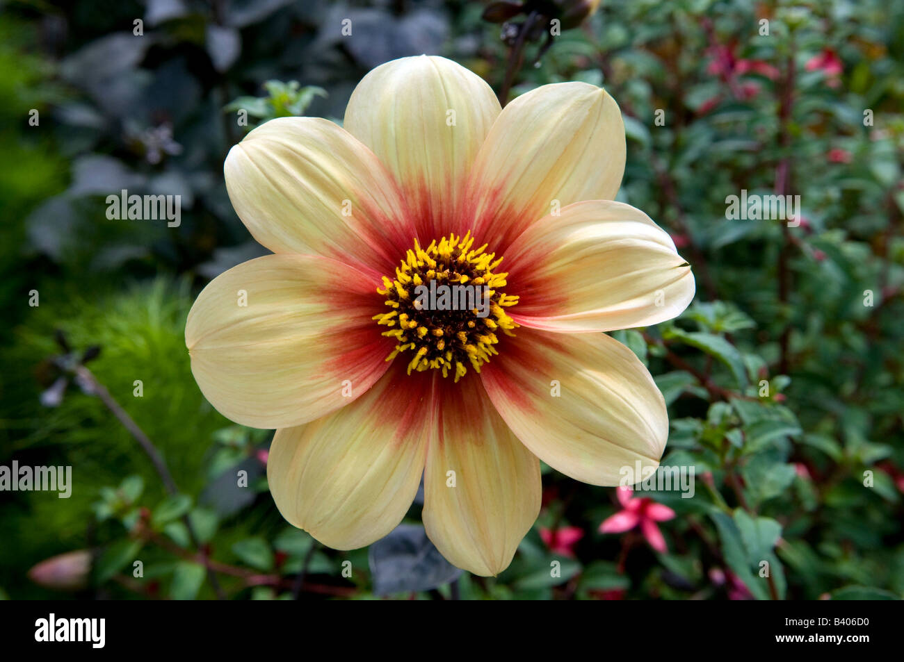 Dahlia Compositae/Asteraceae `Moonfire` Stock Photo